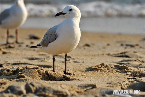 夢到幼鳥|夢見幼鳥，夢到幼鳥是什麽意思？